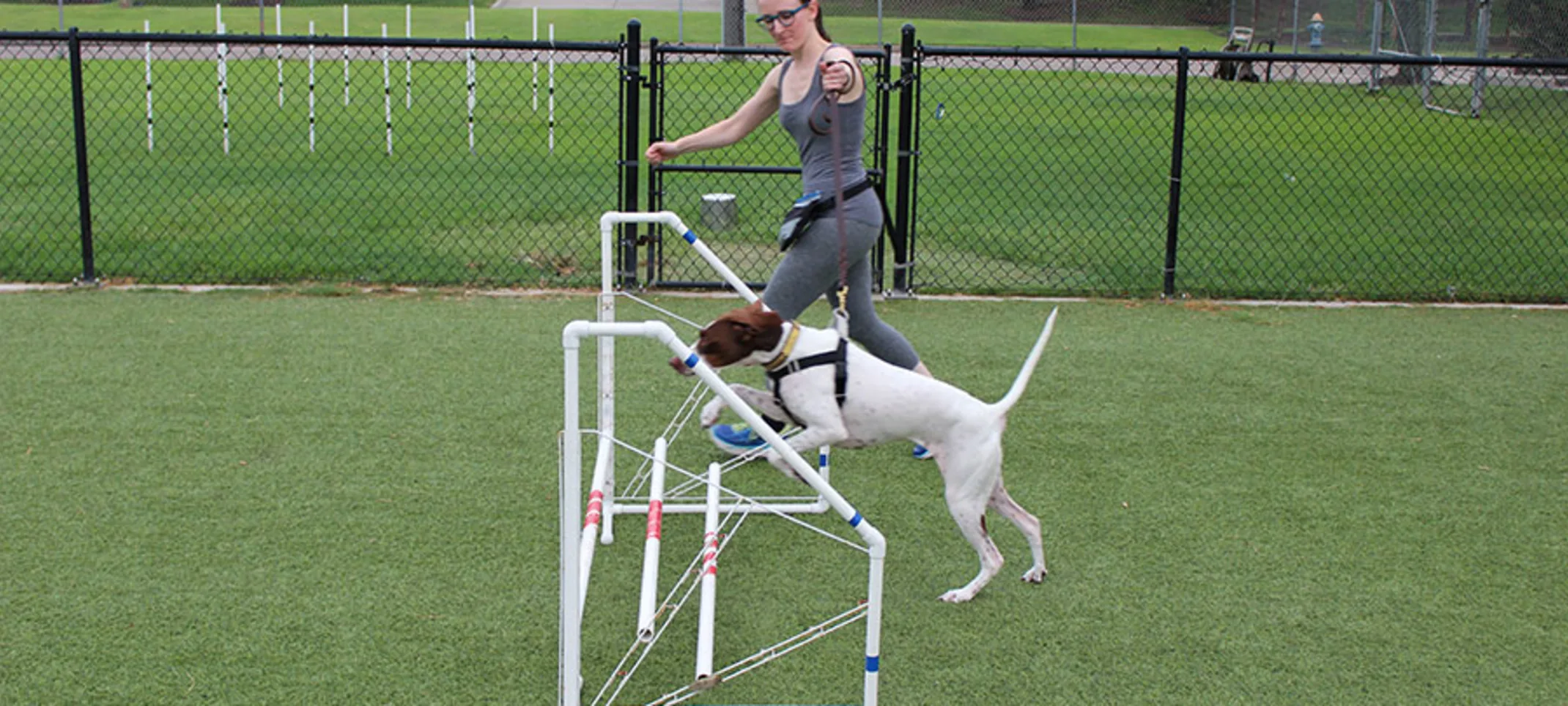Dog jumping over hurdle and being guided by trainer